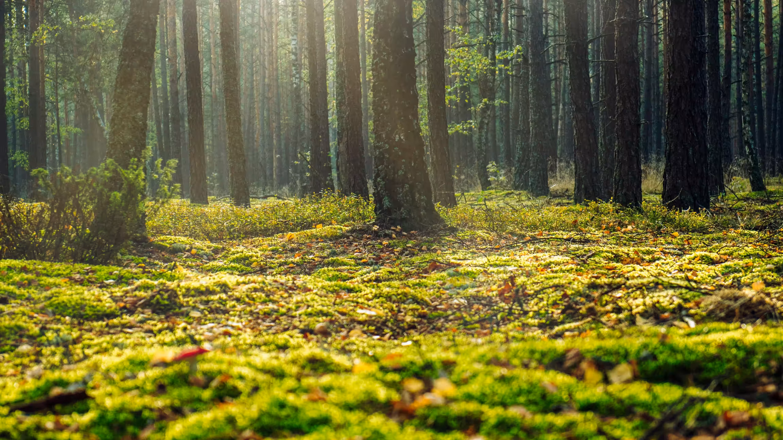 一个Android的Log类